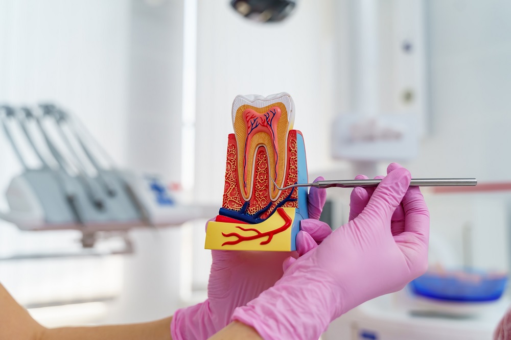 Model of artificial jaw with teeth in hands. Dentist cabinet background. Dentistry concept.